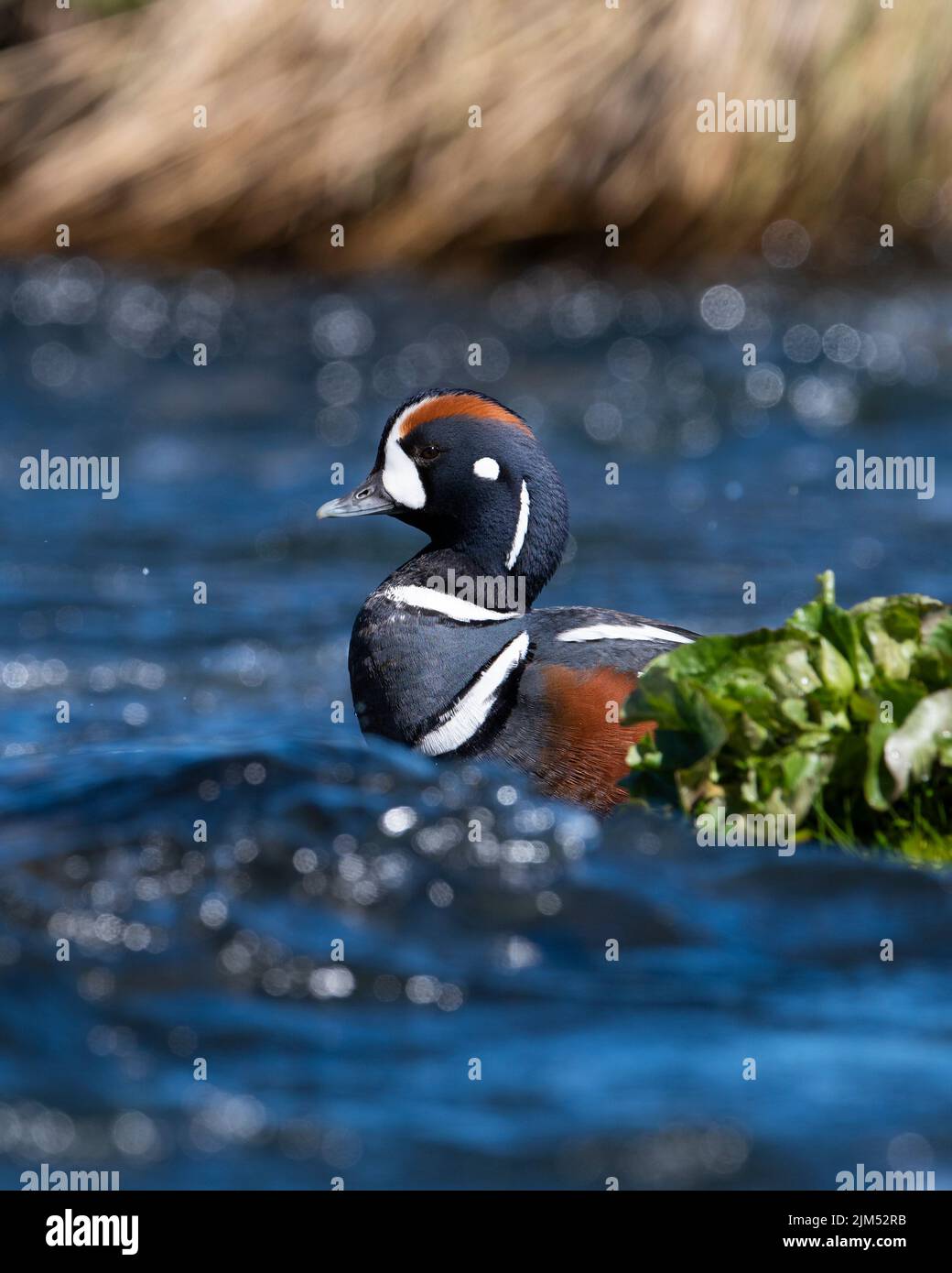 Drake Harlequin duck (Histrionicus histrionicus) on the River Laxa in Iceland Stock Photo