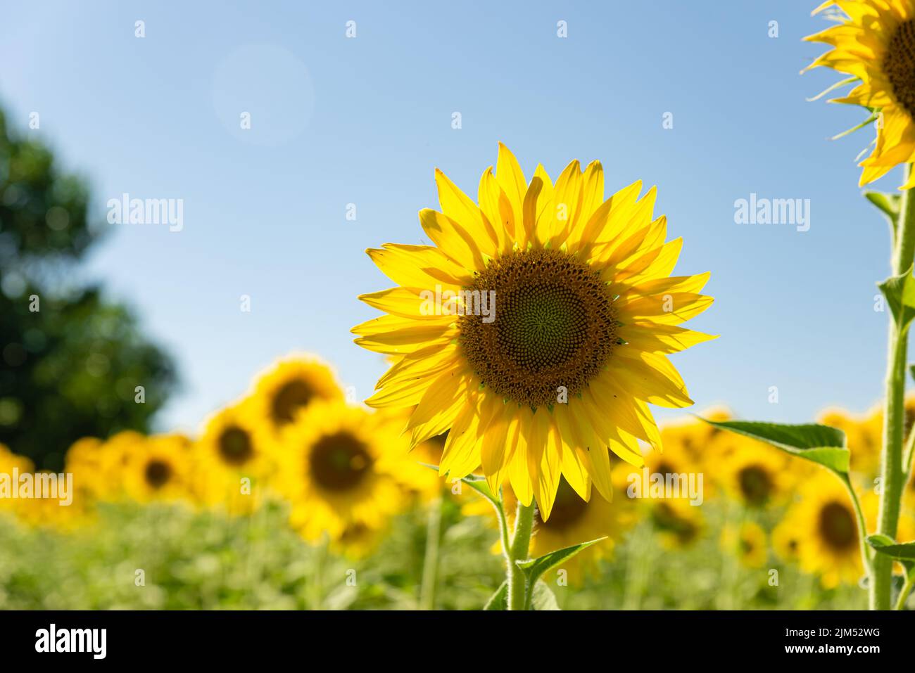 a background of blooming sunflower field Stock Photo - Alamy