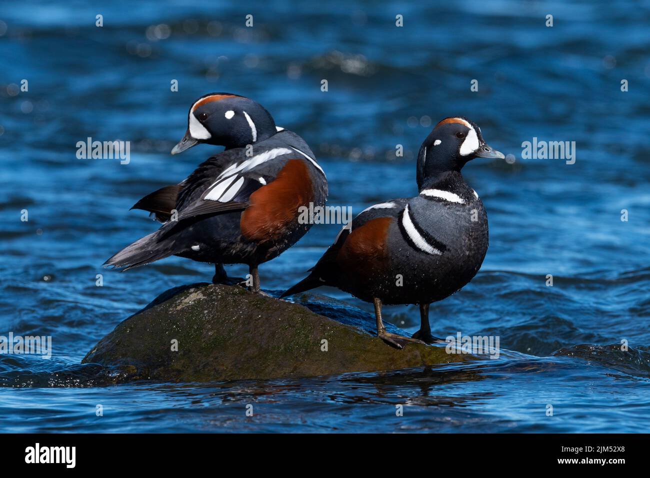 Drake Harlequin duck (Histrionicus histrionicus) on the River Laxa in Iceland Stock Photo