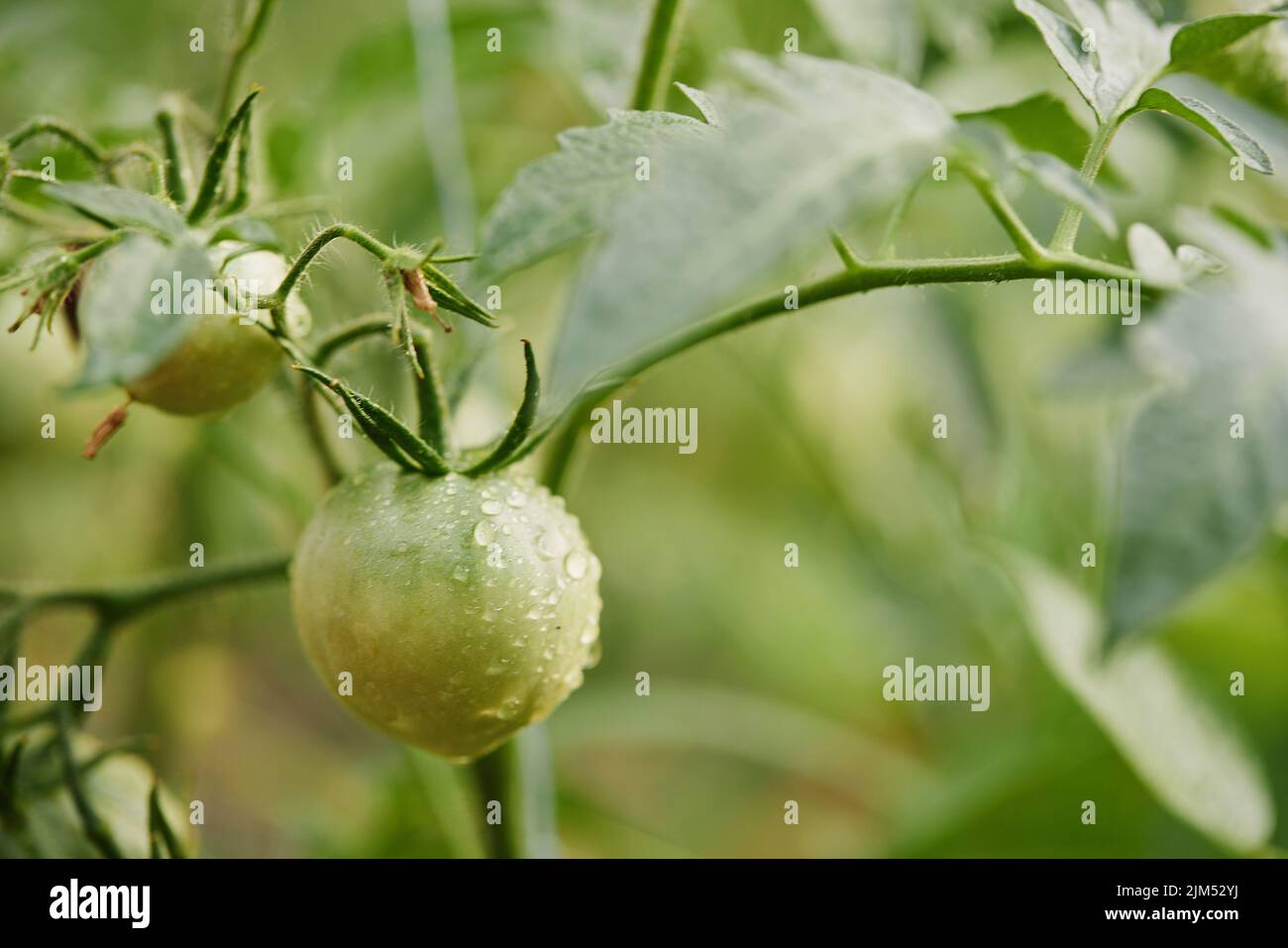 tomato vine plants growing in the garden Stock Photo Alamy