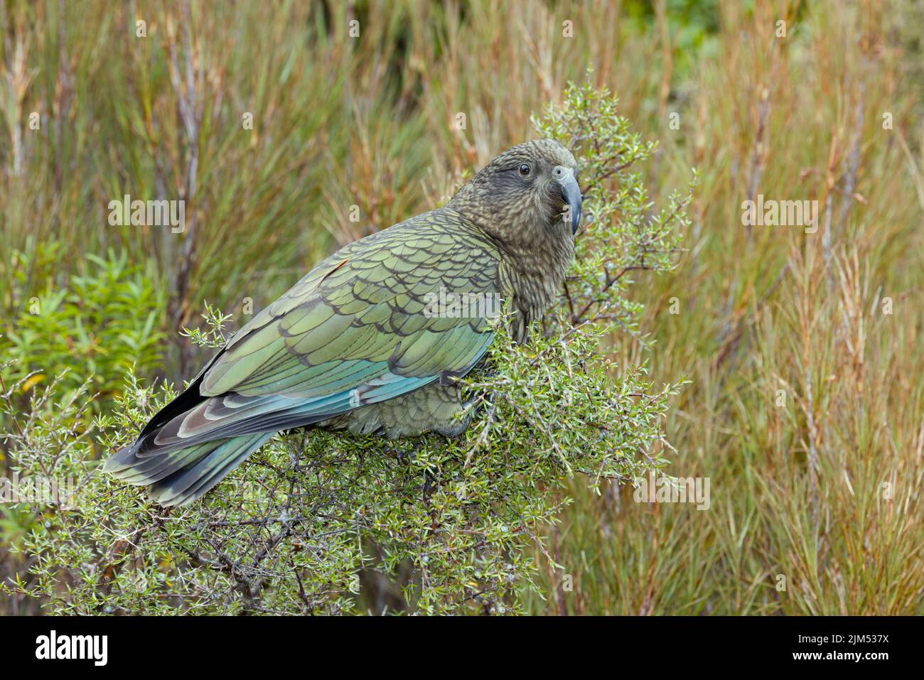 Endemic species of new zealand hires stock photography and images Alamy