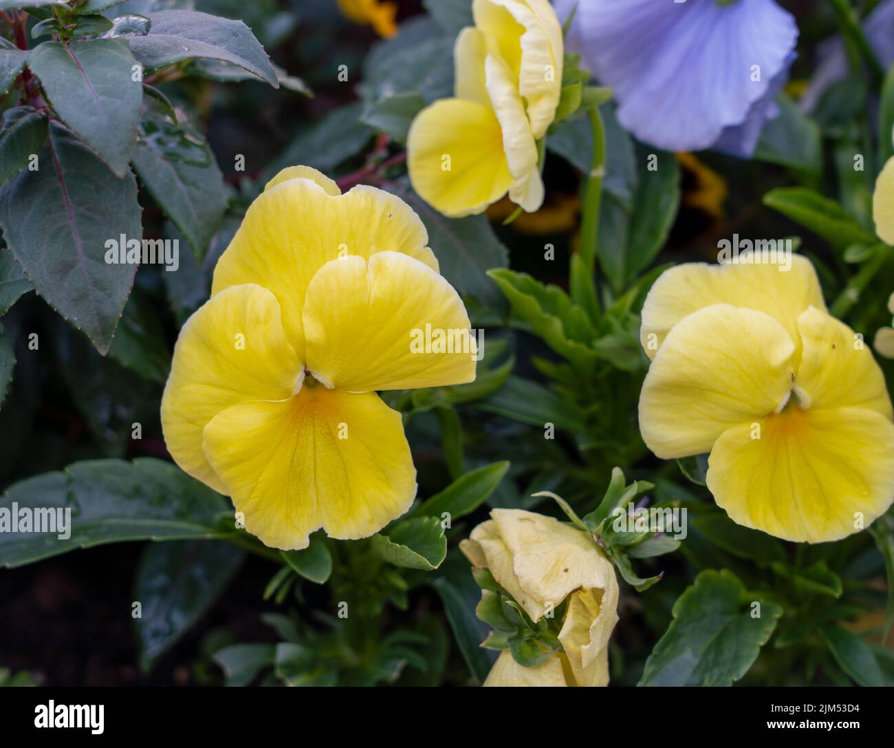 close up of beautiful summer flowering brightly coloured Yellow Pansies (Viola tricolor var. hortensis) Stock Photo
