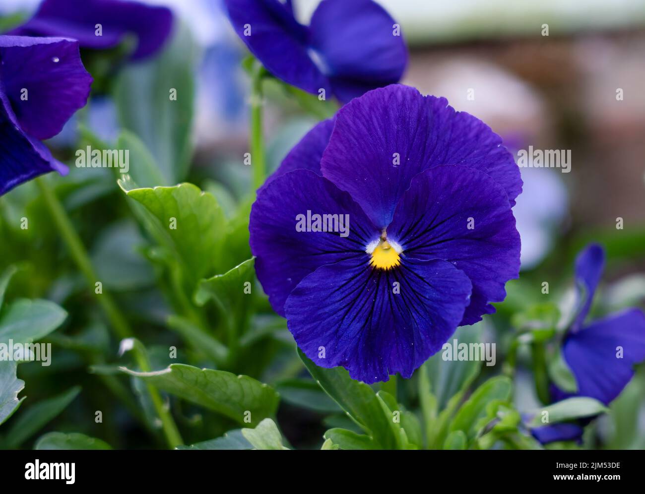 close up of beautiful summer flowering brightly coloured Purple Pansies (Viola tricolor var. hortensis) Stock Photo