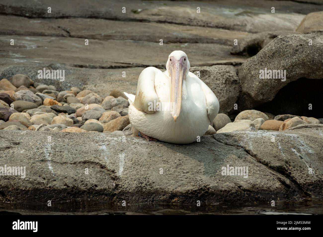 A closeup shot of a Great white pelican sitting on stone floor with rocks in Baltimore Zoo, Maryland Stock Photo