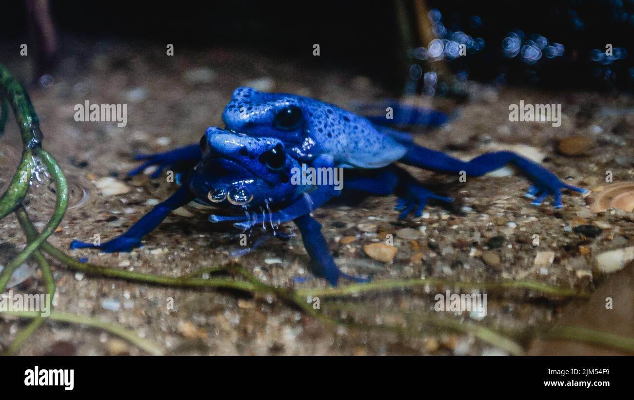 Blue poison arrow frogs in a clutch mating. Stock Photo