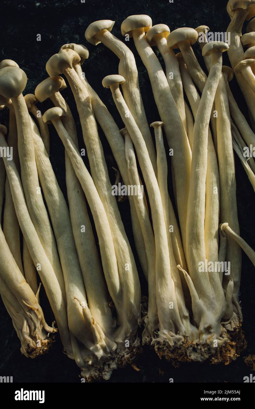a bunch of white enoki, seafood mushrooms grown in China, a popular ingredient for soups