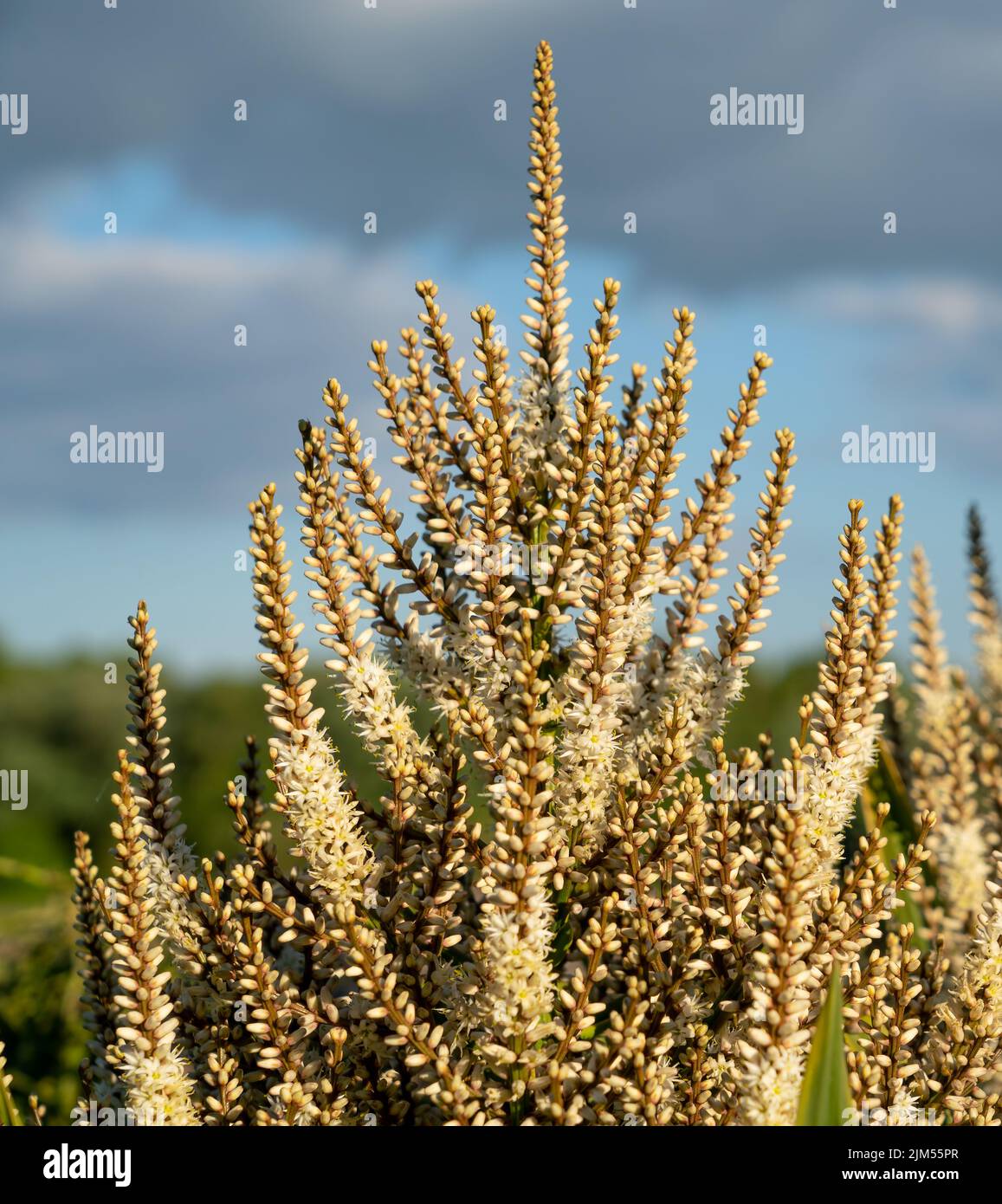Detailed closeup of blooming flower heads on a cordyline australis