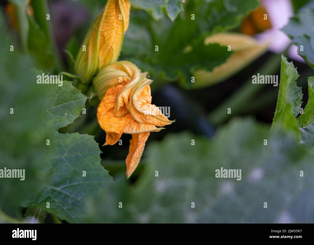 close up of early yellow flowers on a courgette zucchini (Cucurbita pepo subsp. pepo) plant Stock Photo