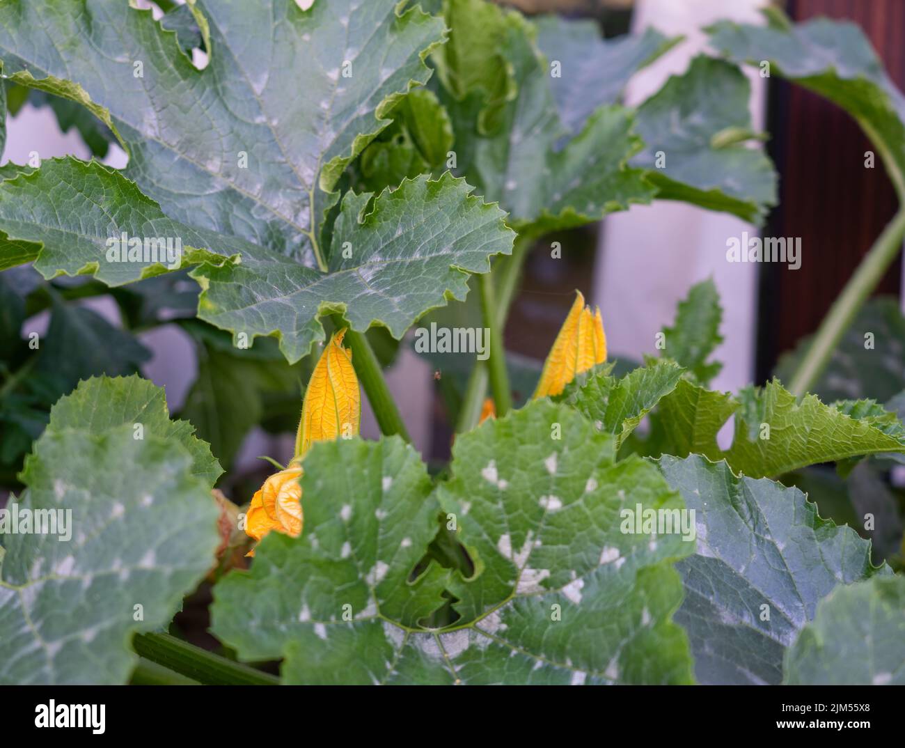 close up of early yellow flowers on a courgette zucchini (Cucurbita pepo subsp. pepo) plant Stock Photo