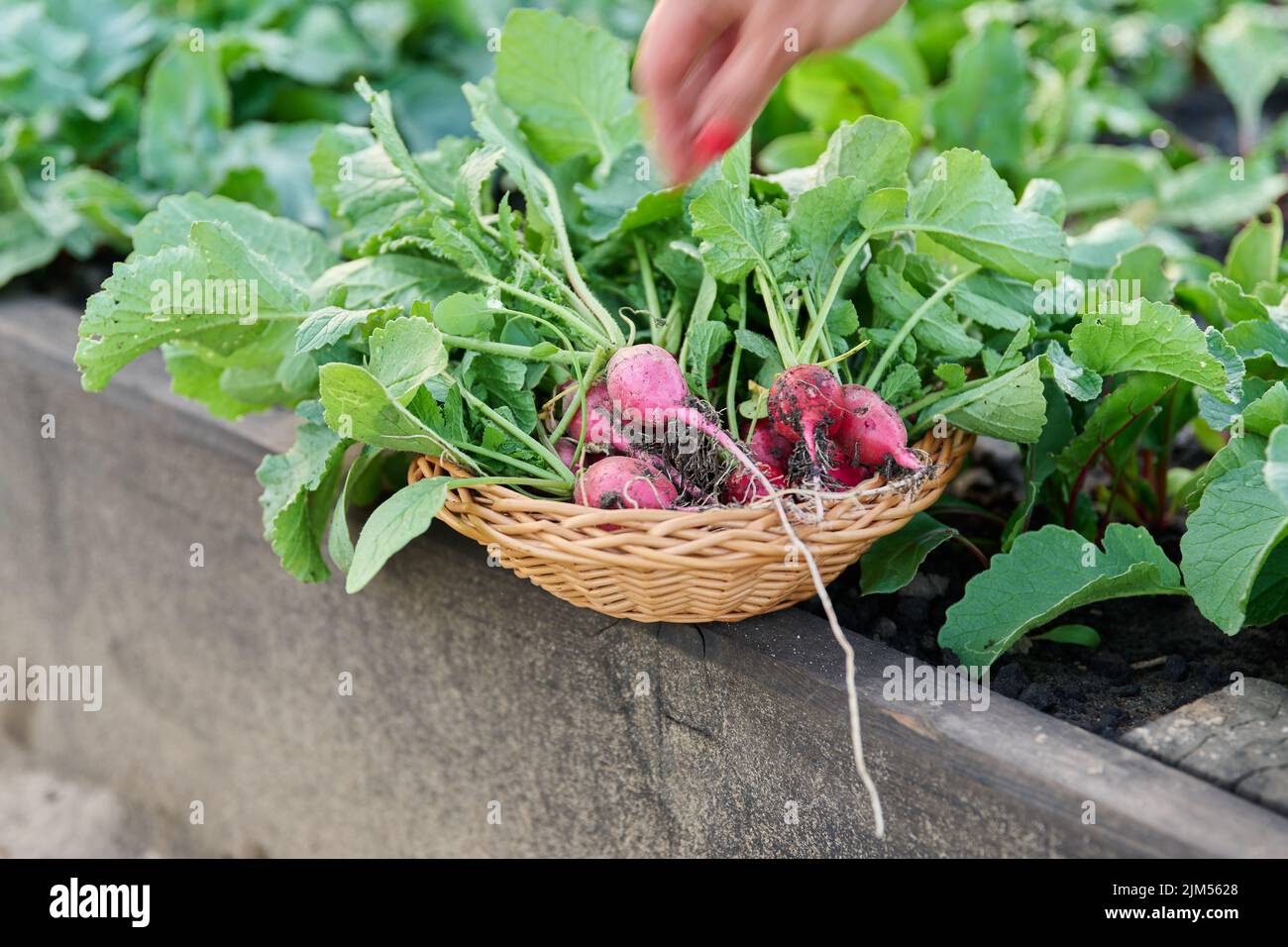 Harvest radishes in a wicker plate on raised wooden bed Stock Photo