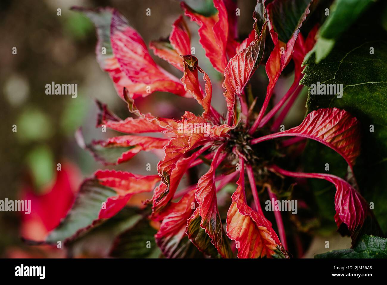 Ornamental plant Amaranthus tricolor. Beautiful red autumn flower in garden. Growing decorative flowers. Stock Photo