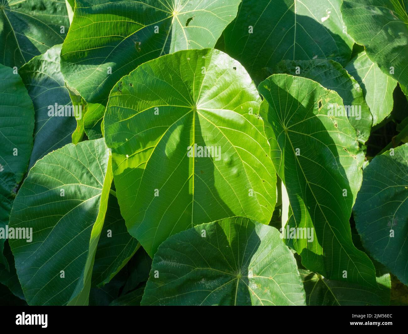 A closeup of lush green Macaranga tanarius leaves Stock Photo