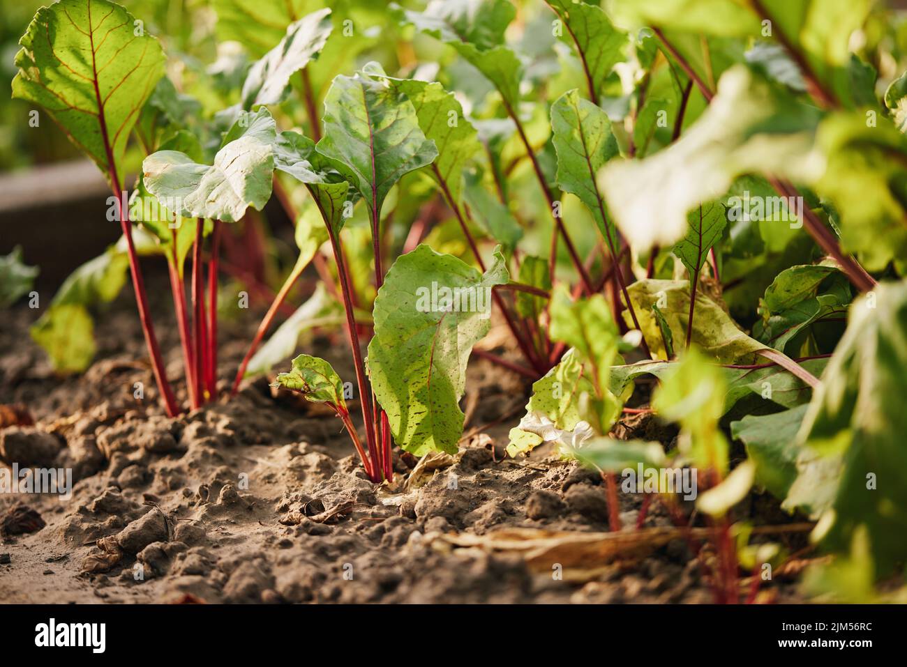 Beetroot plants growing in a row in the garden Stock Photo Alamy