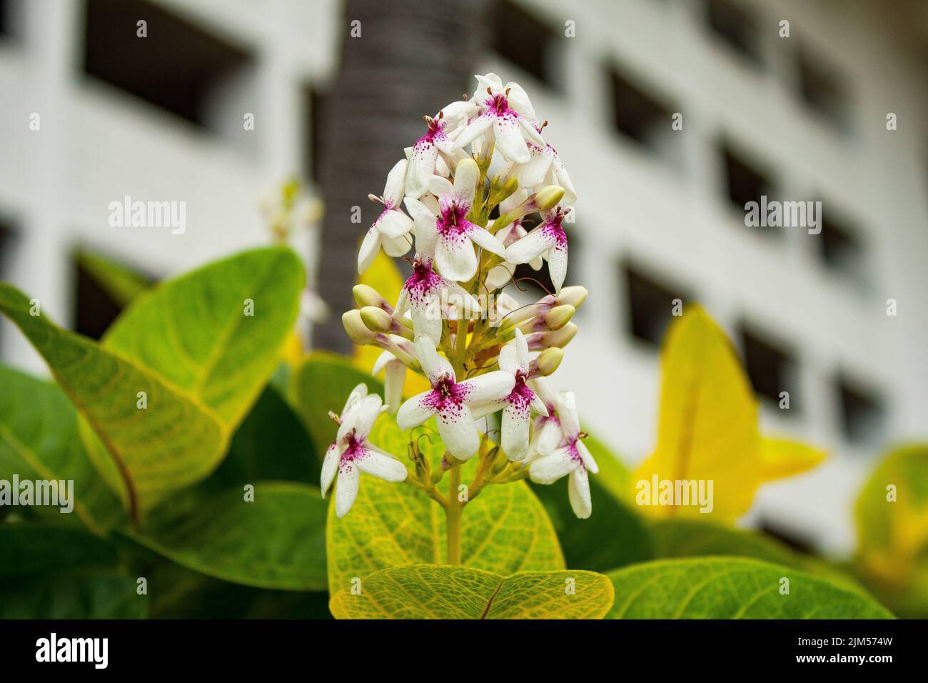 Shallow focus shot yellow-vein eranthemum and a building in the blur background Stock Photo