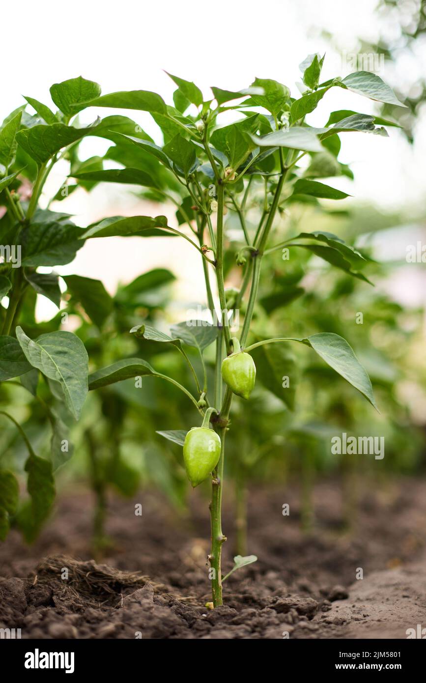 Bell peppers growing in hot garden hi-res stock photography and images ...