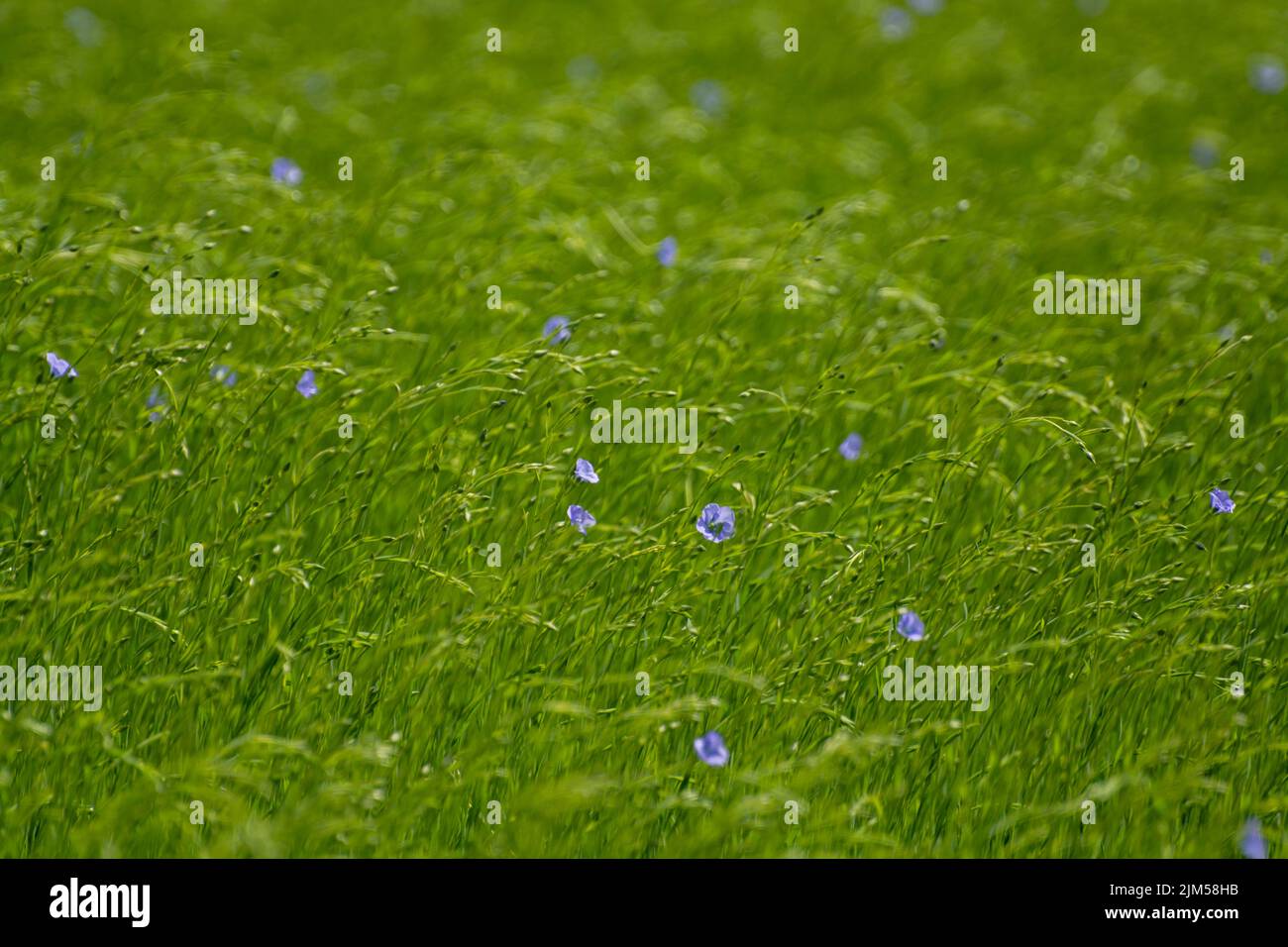 Green fields of flax linen plants in agricultural Pays de Caux region, Normandy, France Stock