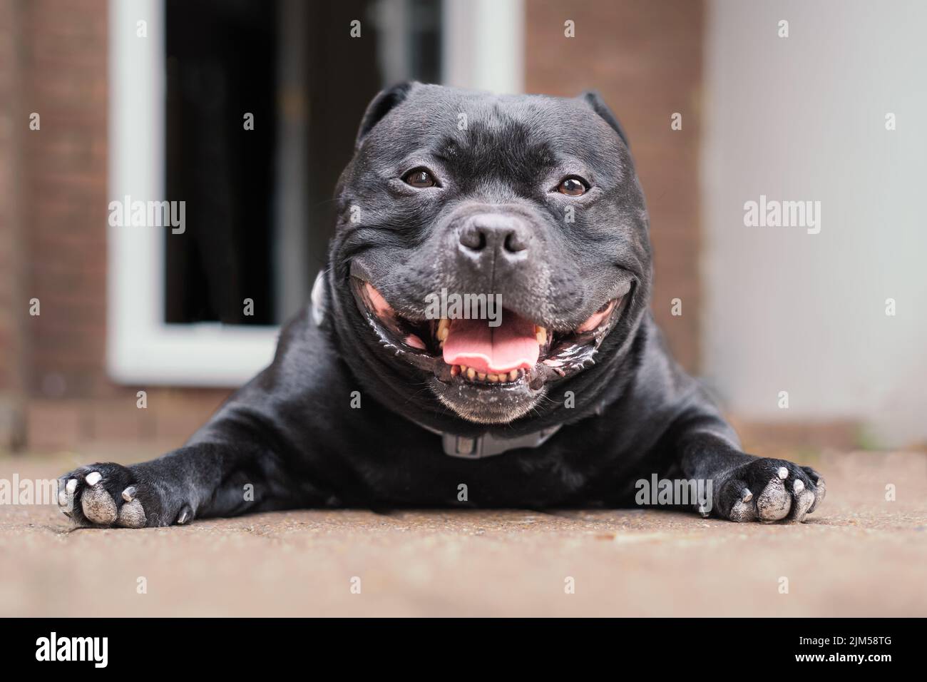 Staffordshire Bull Terrier dog lying on the ground looking at the camera. He is happy and relaxed with a smile on his face. An open back door is behin Stock Photo