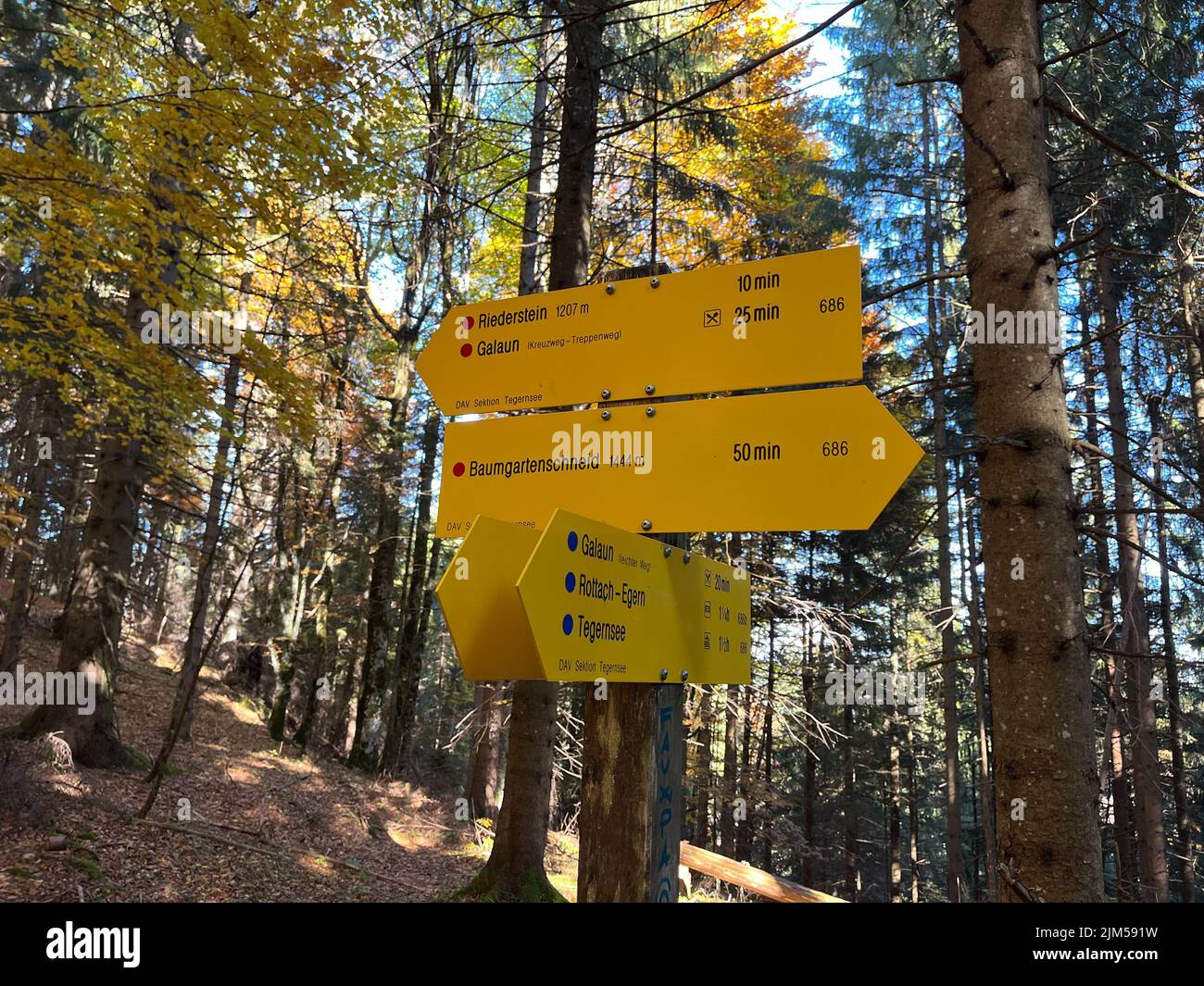 Yellow direction signs in a forest of tall pine trees on a sunny day ...