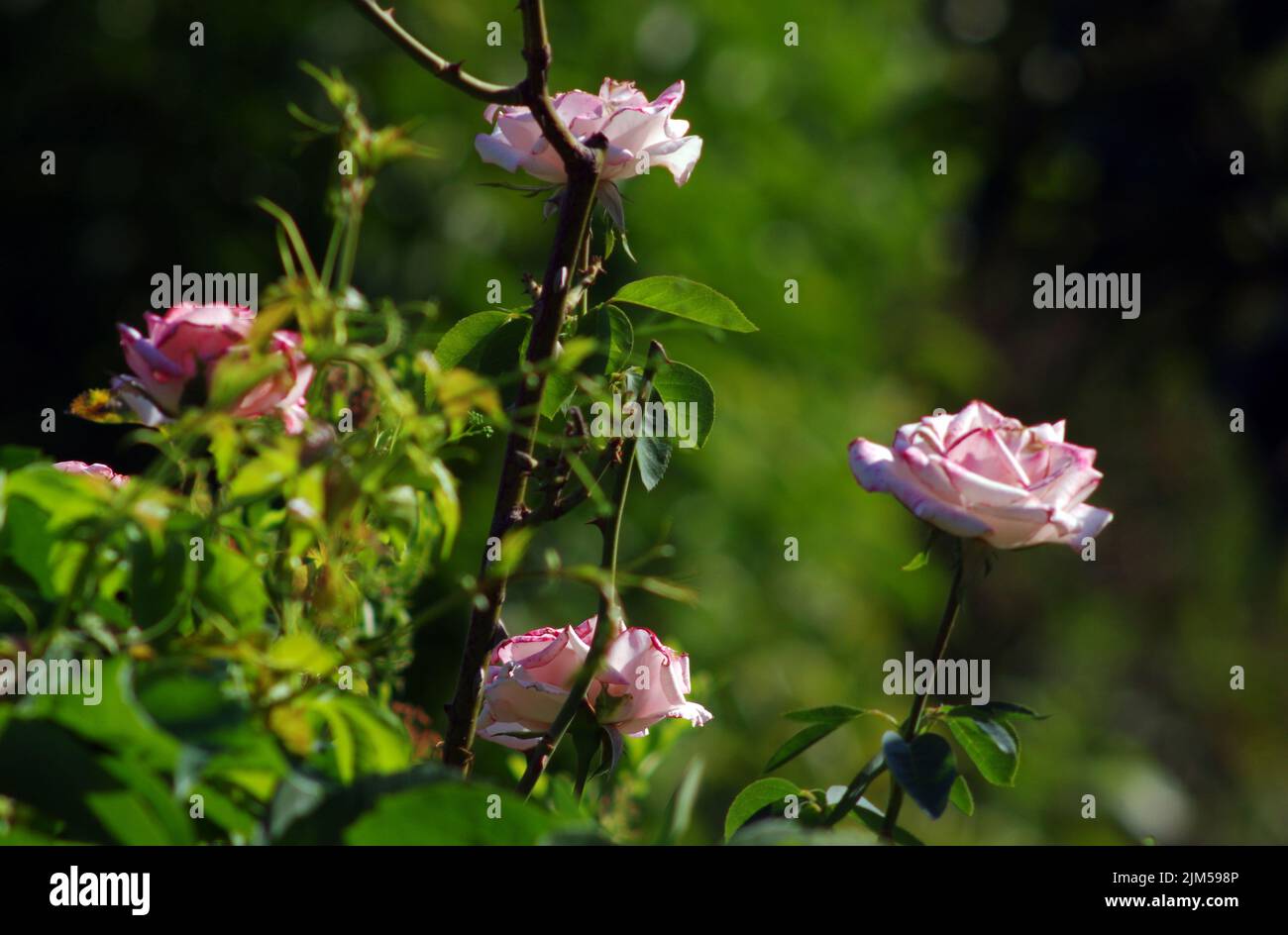 Pink rose close-up Stock Photo