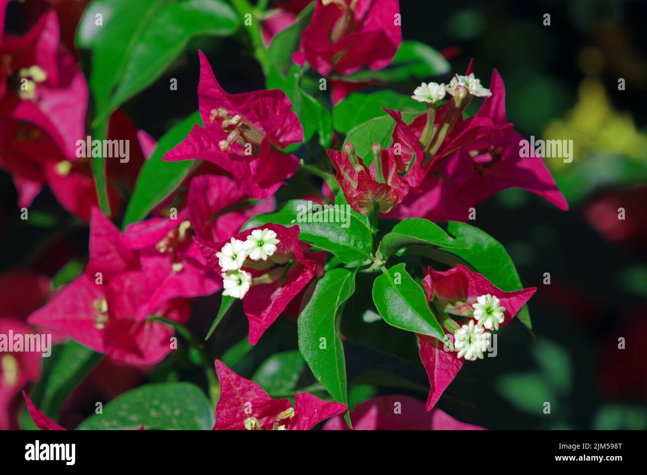 Bouganvillea flowering close-up Stock Photo