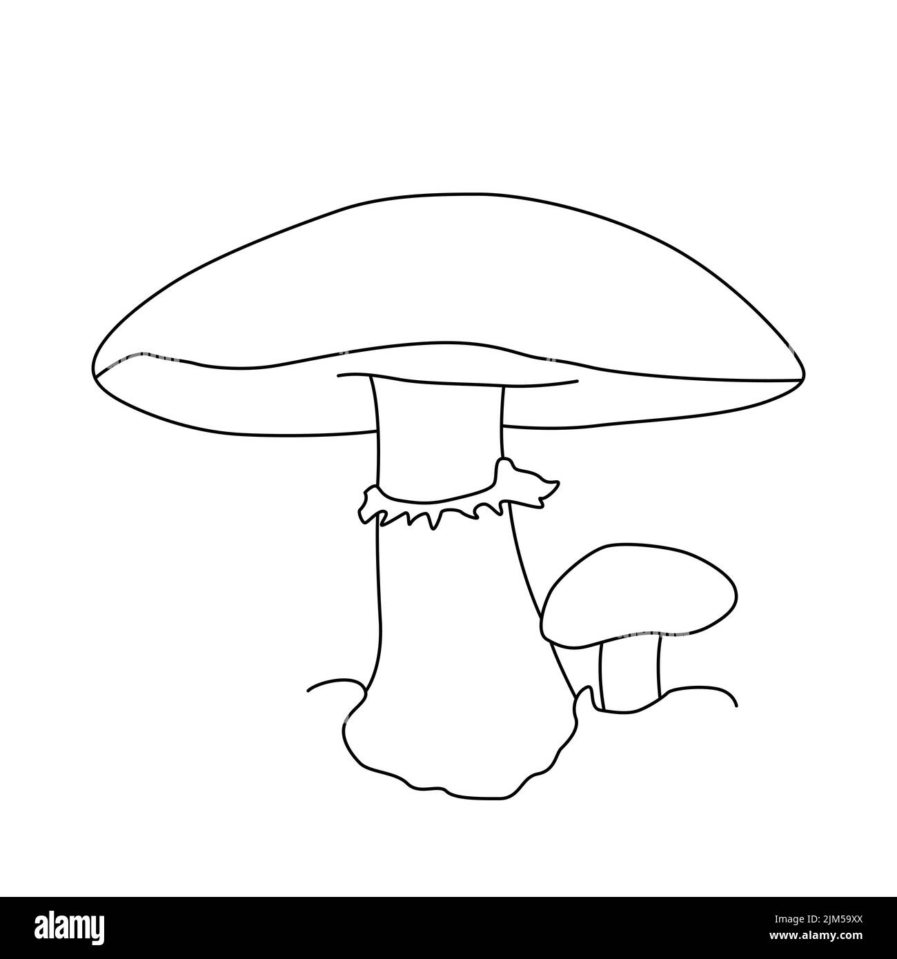 Mushroom illustration sketch. Mushrooms tattoo detailed in line art style. Black and white clip