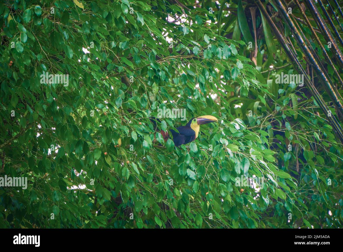 Toucan sitting in tree. In the background many lush green leaves. In La Fortuna, Costa Rica. Stock Photo