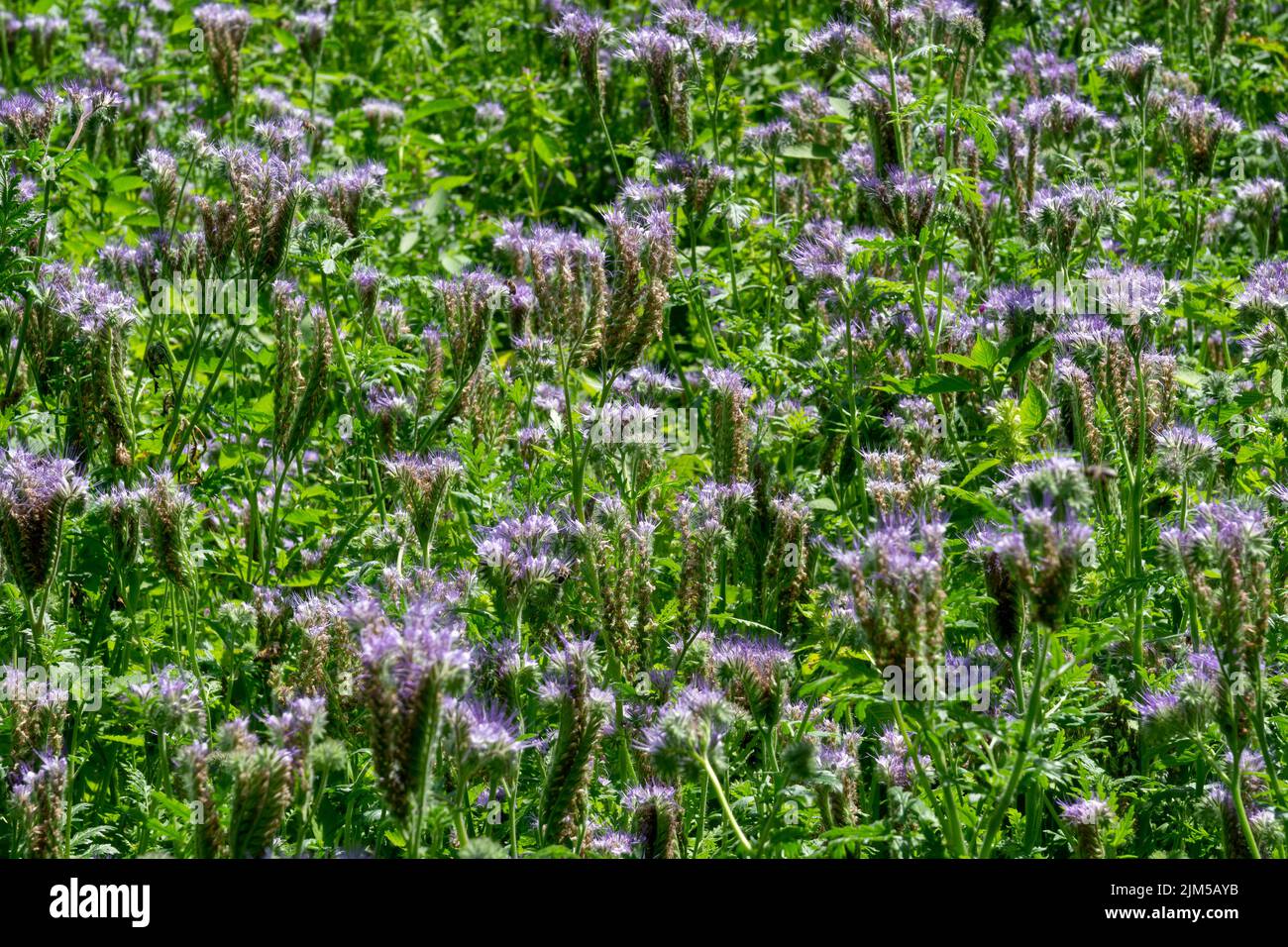 Close-up of flowering bee plants Phacelia tanacetifolia in summer Stock Photo