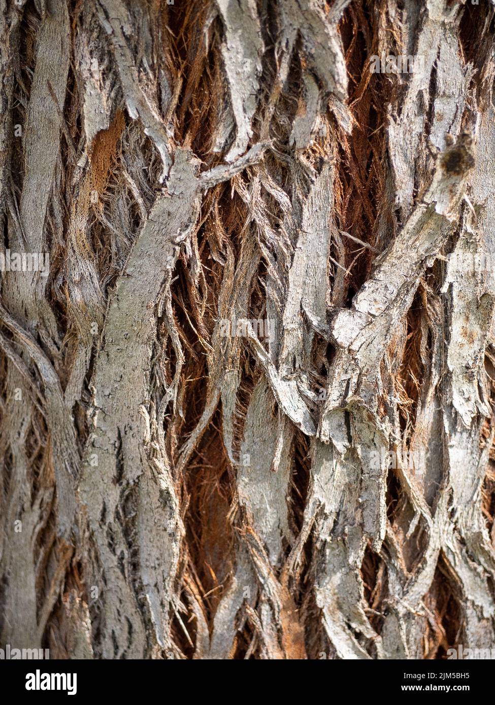 A vertical closeup of an old pine tree bark texture Stock Photo - Alamy