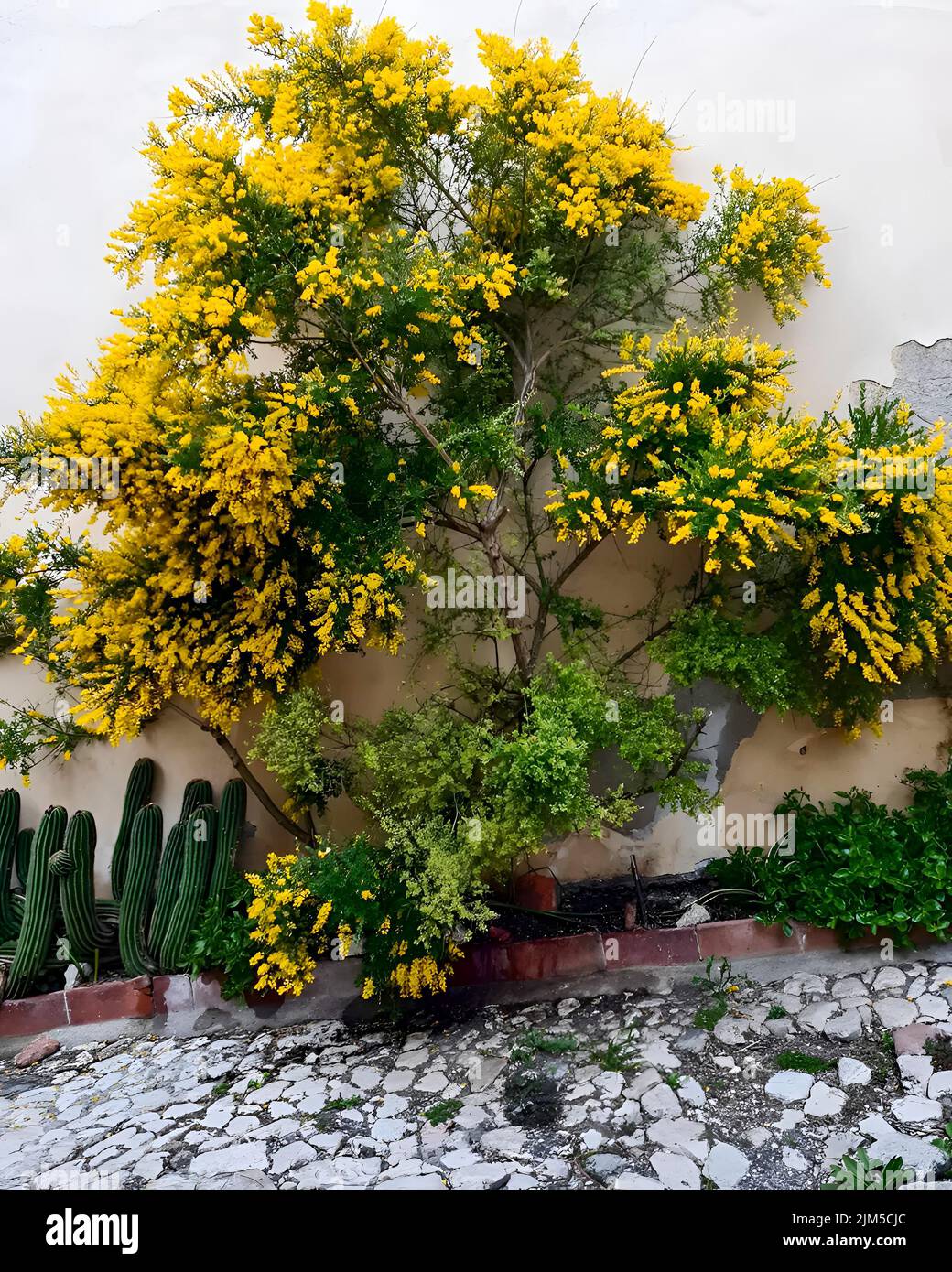 A vertical shot of a beautiful garden with mimosa plant in front of a house Stock Photo
