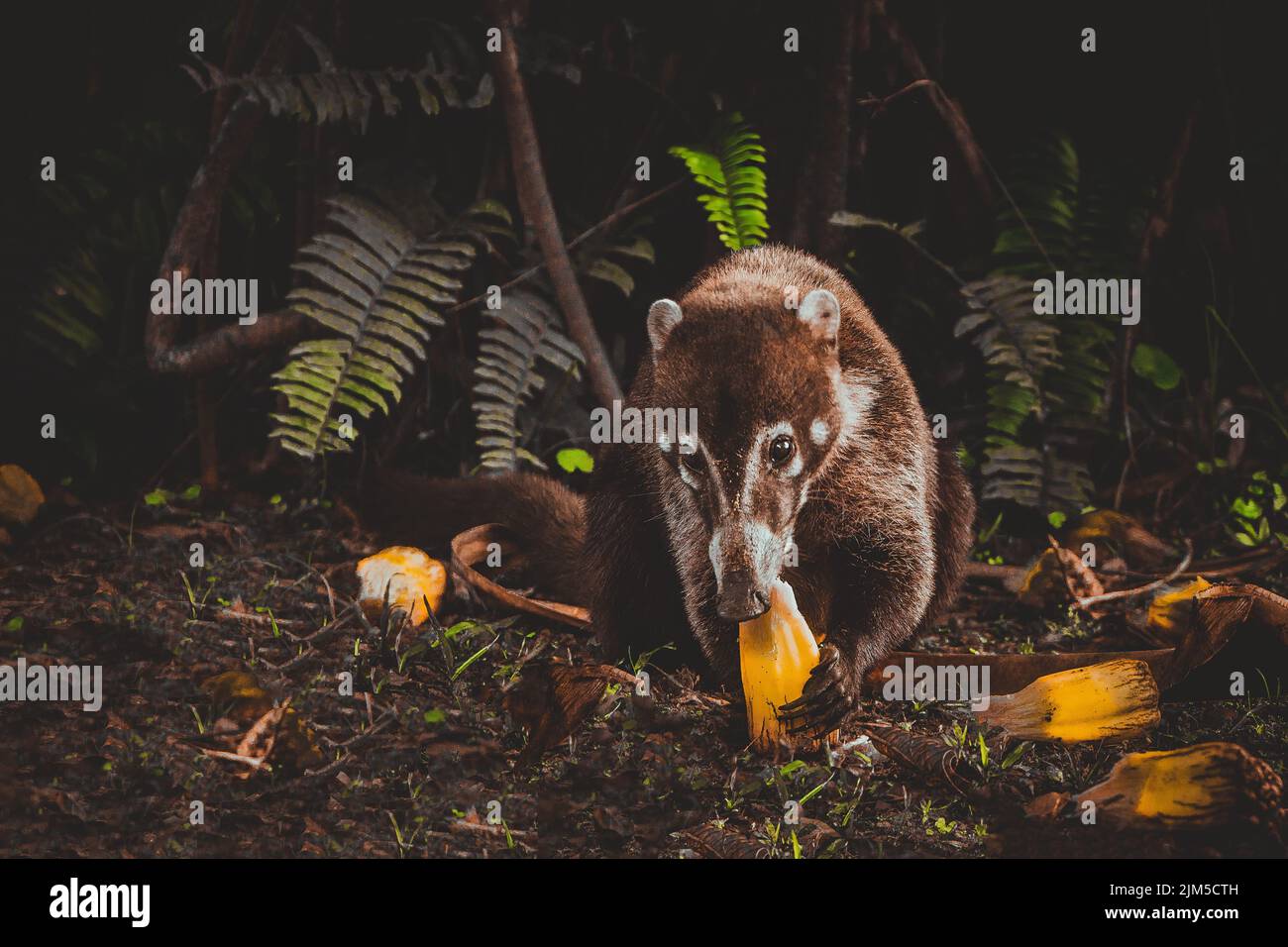 A closeup shot of Nasua gnawing food in forest Stock Photo