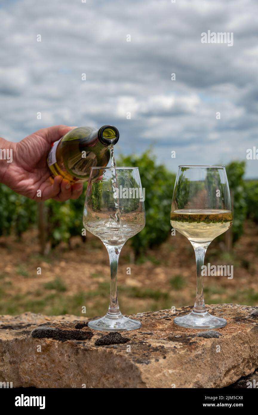 Tasting of high quality white dry wine made from Chardonnay grapes on