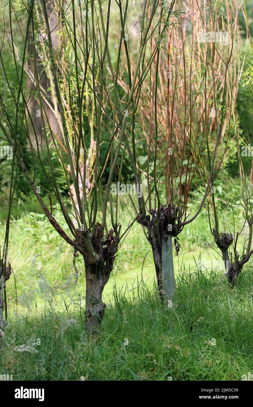 Osier willow bed, Salix species, with growing withy stems ready for cutting with more trees blurred in the background. Stock Photo