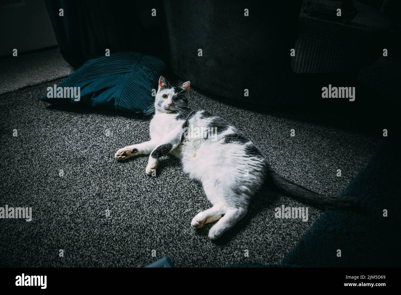 A white and black cat with one eye injured laying on the gray carpet at