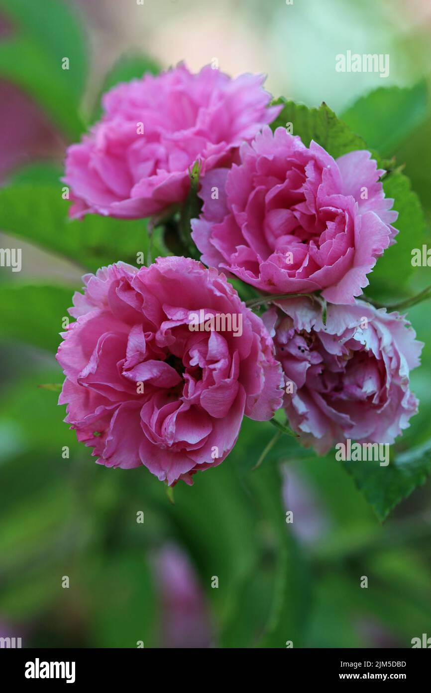 Rugosa shrub rose, Rosa variety Grootendorst, pink flowers with unusual serrated or frilled petal edges in close up with a background of blurred leave Stock Photo