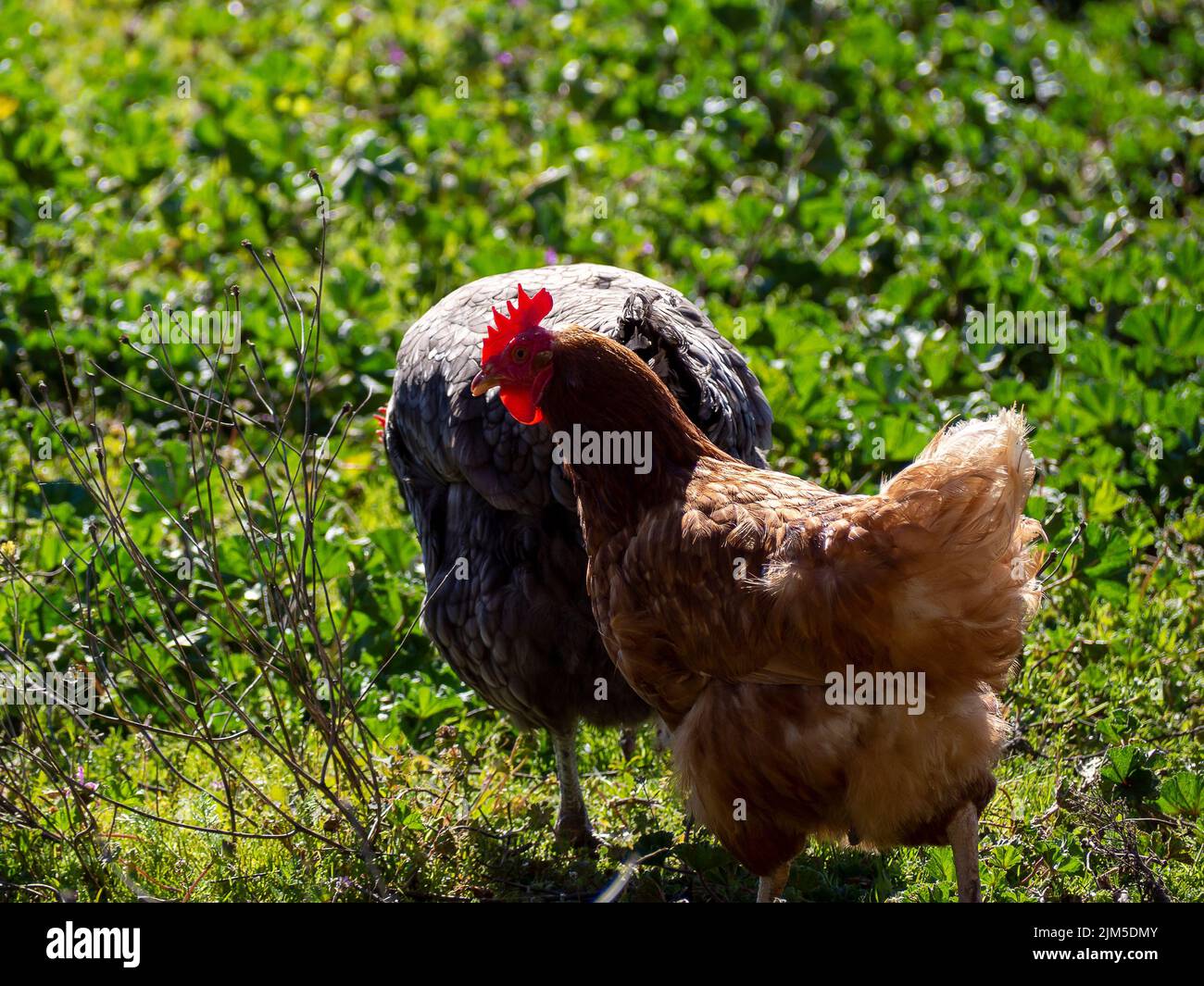 Brown And Black Chickens
