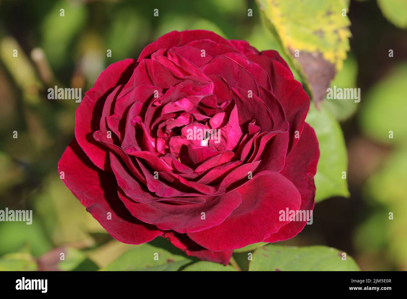 Red old climbing rose, Rosa variety Souvenir du Docteur Jamain, flower in close up with a background of blurred leaves. Stock Photo