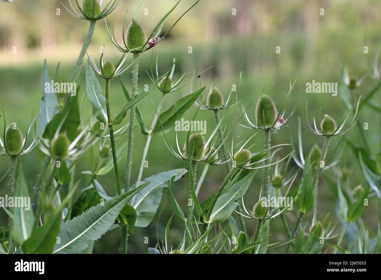 Teasel, Dipsacus fullonum, plant flowering spikes with a blurred background of leaves and a marsh. Stock Photo