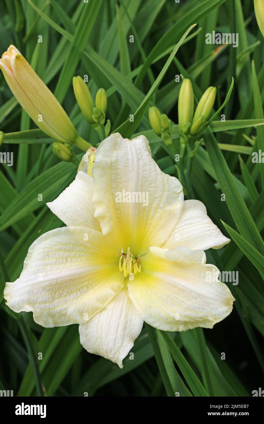 White daylily, Hemerocallis unknown species and variety, flower with a pale yellow centre in close up and a blurred background of leaves and buds. Stock Photo