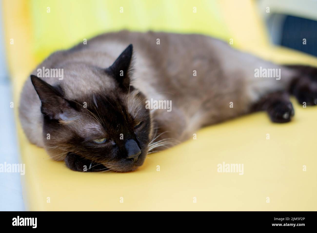 Beautiful siamese cat resting outdoor, on a yellow lounge chair near the pool, hot days and animals. Stock Photo