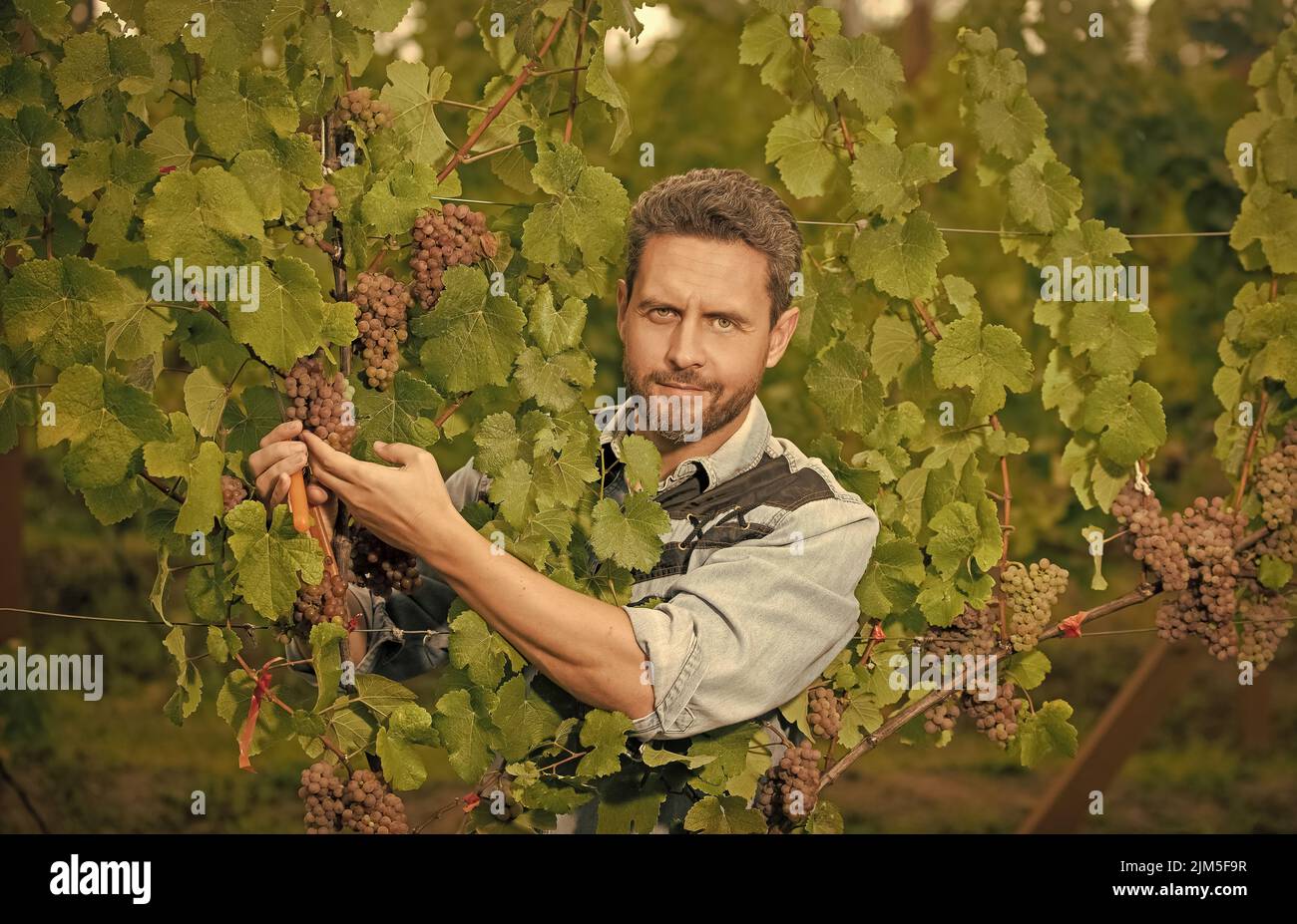 male vineyard owner. professional winegrower on grape farm. man