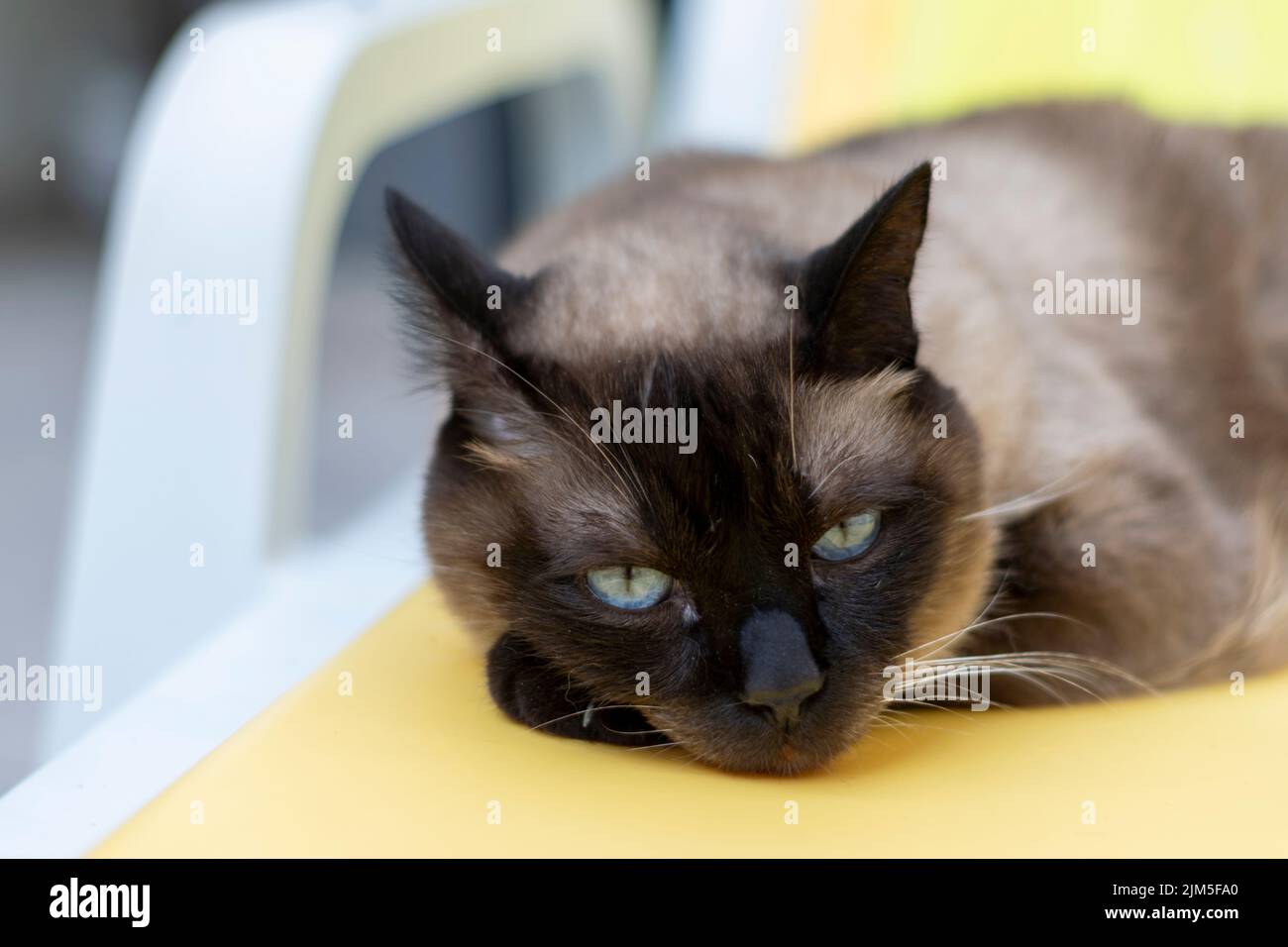 Beautiful siamese cat resting outdoor, on a yellow lounge chair near the pool, hot days and animals. Stock Photo