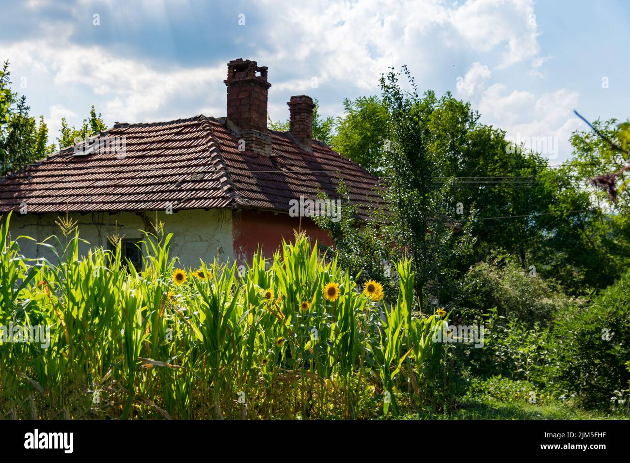 Garden with sunflowers and maize plants in the village and an old house ...