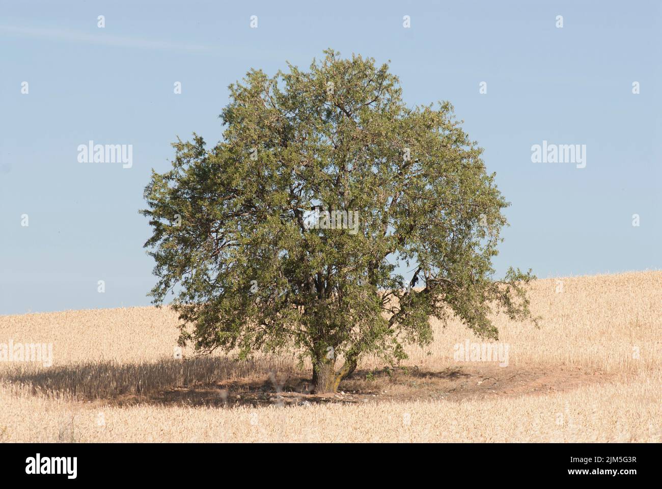 A green oak hi-res stock photography and images - Alamy
