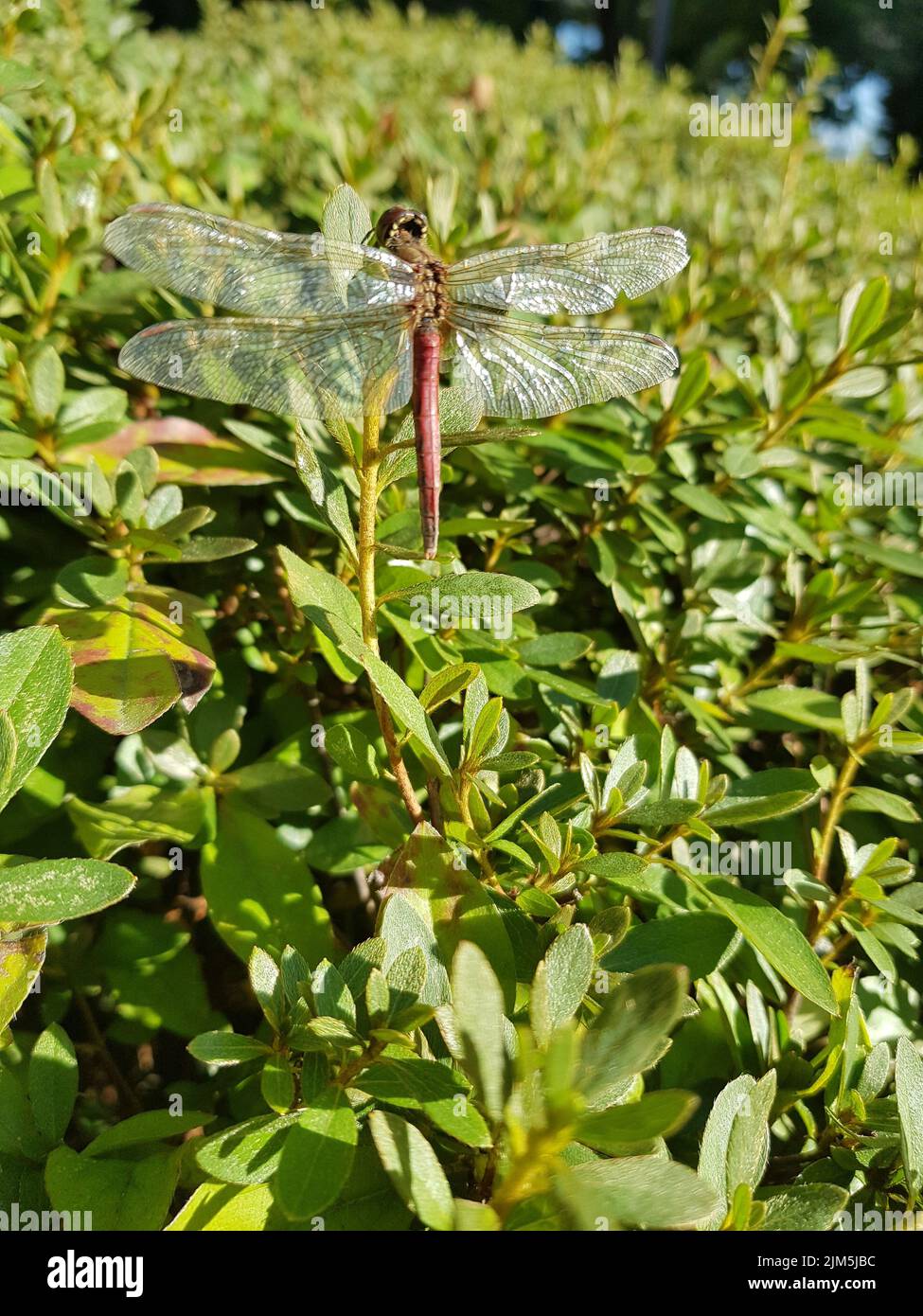 A vertical shot of a dragonfly on a green leaf on a sunny day Stock ...