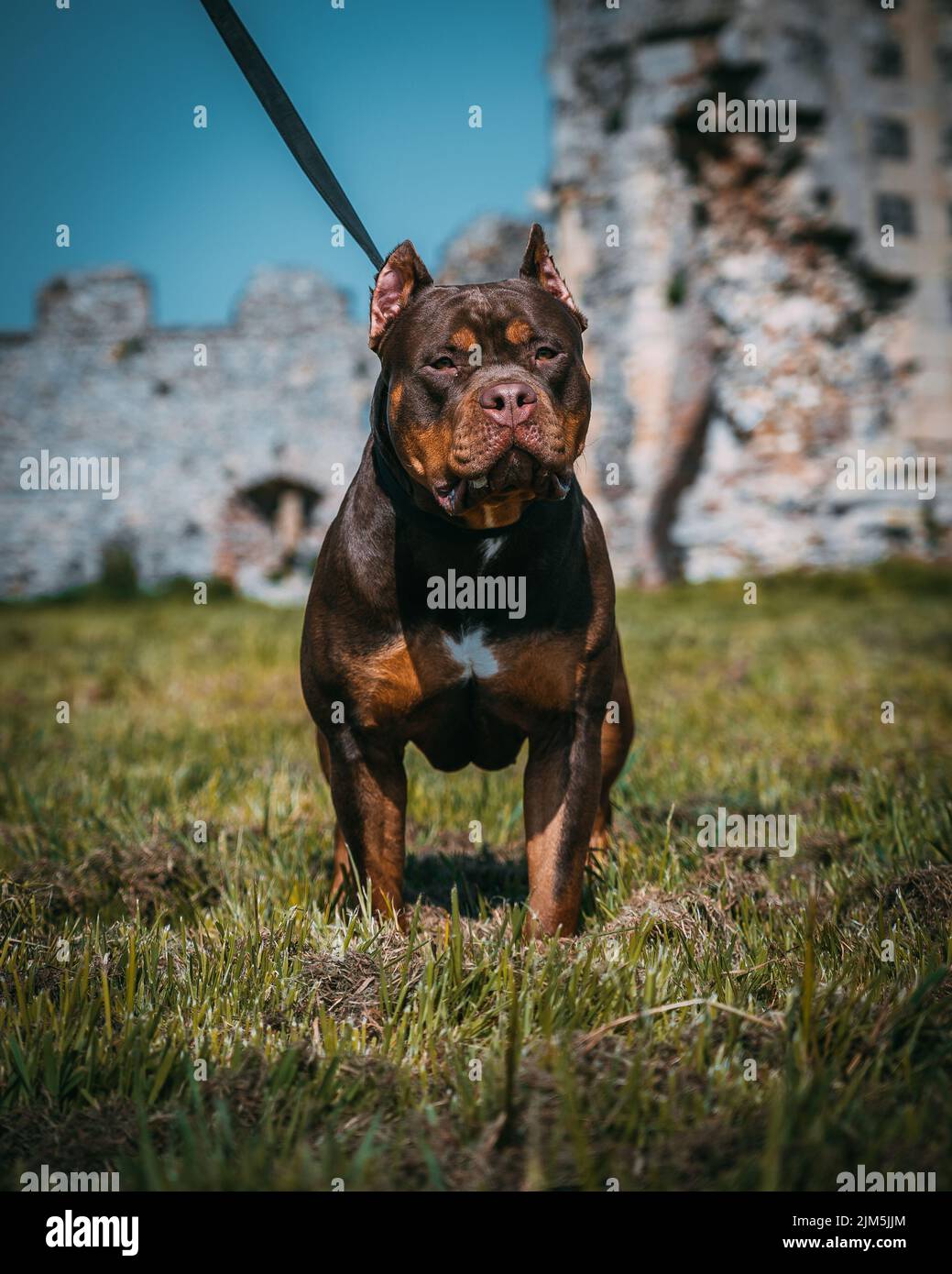 A beautiful dark brown XL Bully dog with the leash and cut made ears