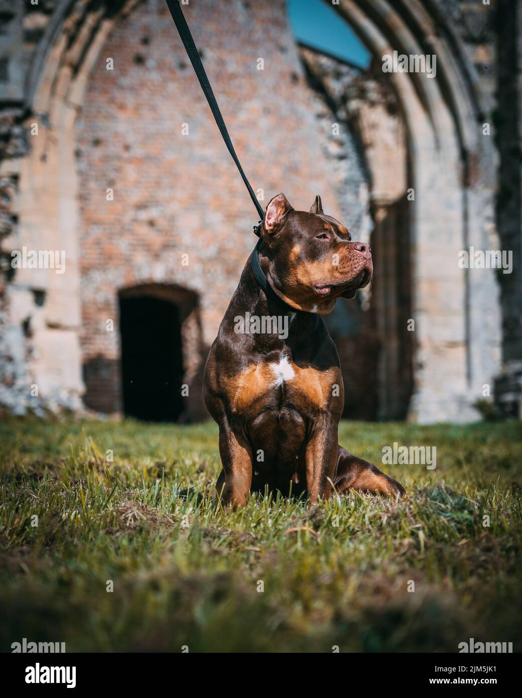 A beautiful dark brown XL Bully dog with the leash and cut made ears