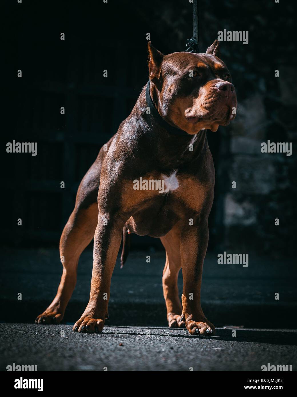 A beautiful dark brown XL Bully dog with the leash and cut made ears with  blurred background Stock Photo - Alamy