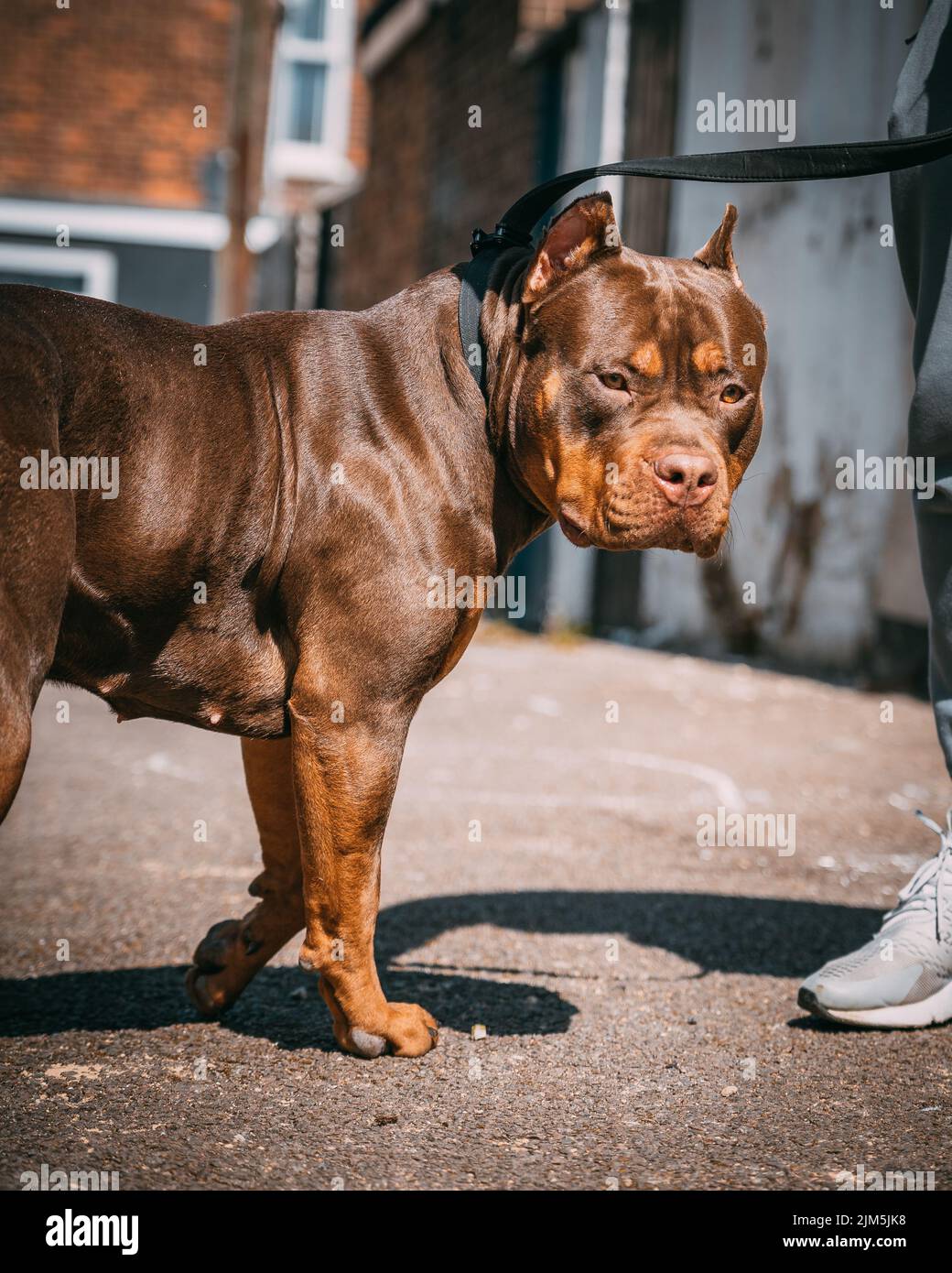 A beautiful dark brown XL Bully dog with the leash and cut made ears