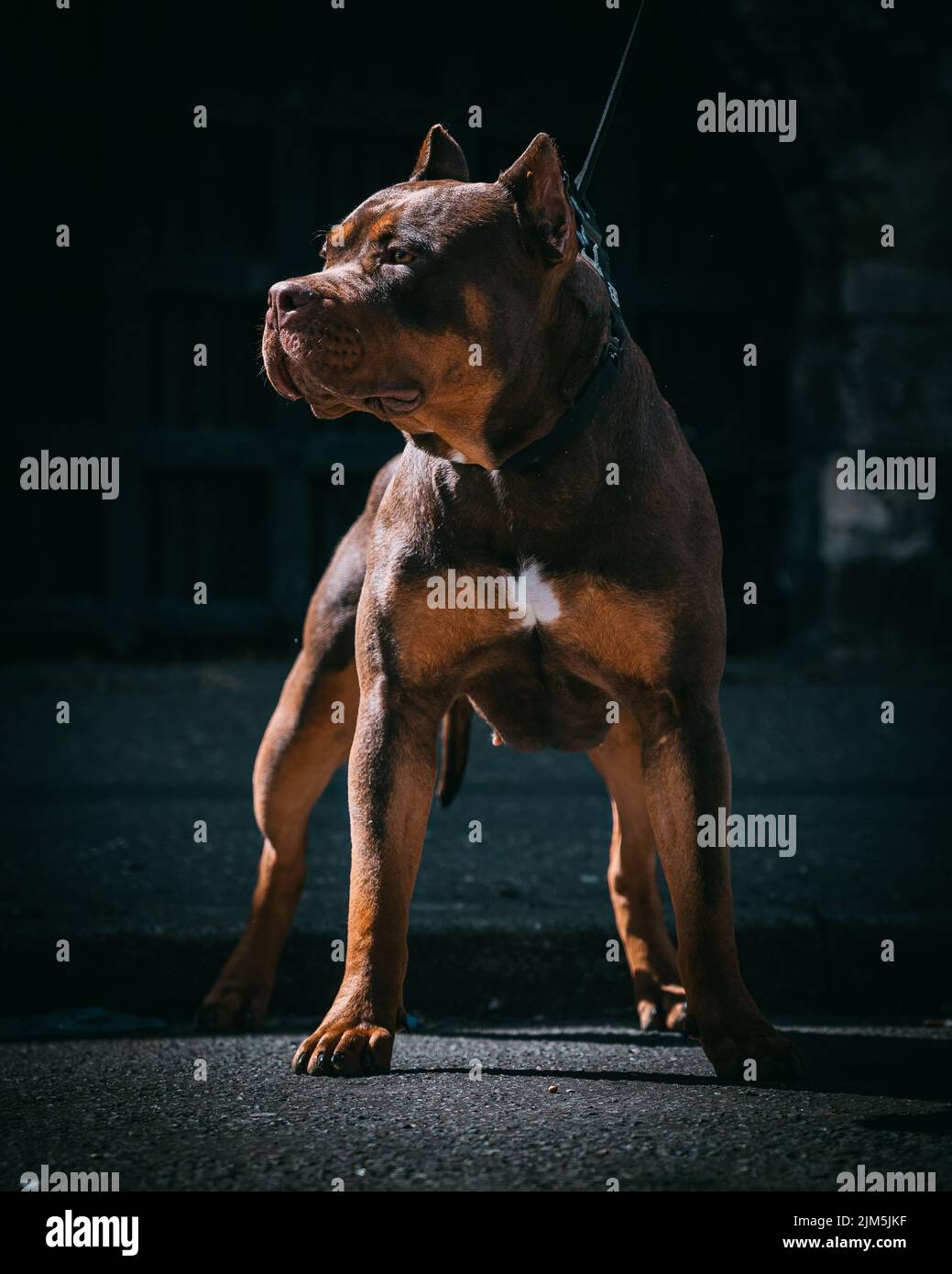 A beautiful dark brown XL Bully dog with the leash and cut made ears