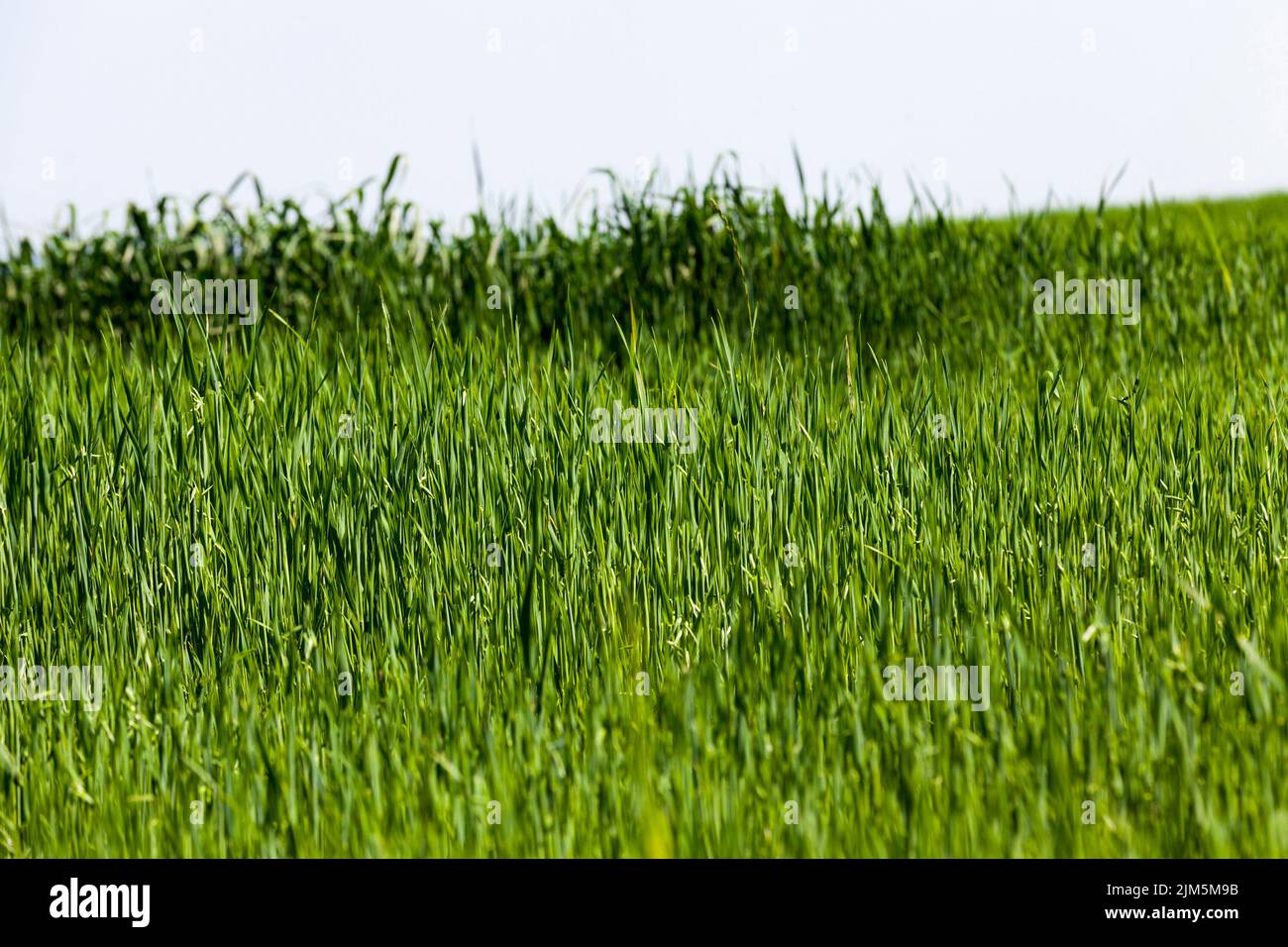 growing livestock feed green oats in a large field Stock Photo Alamy